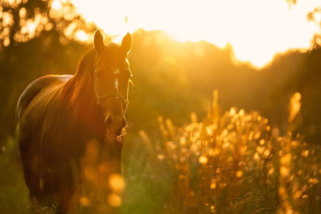 Horse in spring meadow at dusk