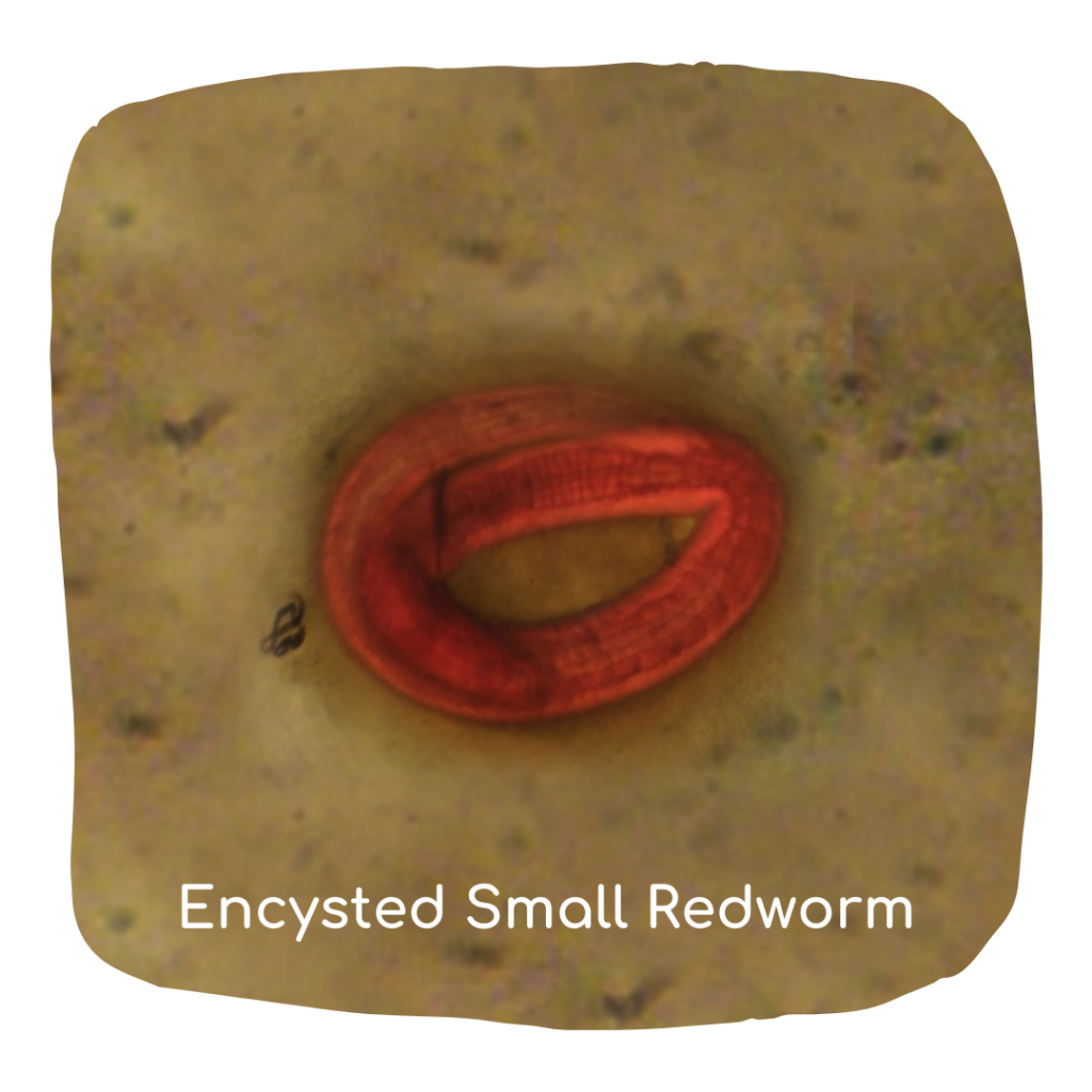 encysted small redworm - winter worming