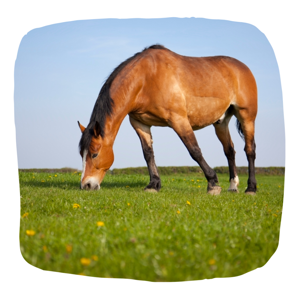 horse grazing - worming control